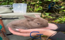 Mini Lop rabbits for sale: Pure Bred Mini Lop Bunnies  - Image 21