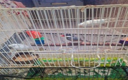 Budgerigars birds for sale:  2 white budgies pair and a java sprarrow  - Image 3