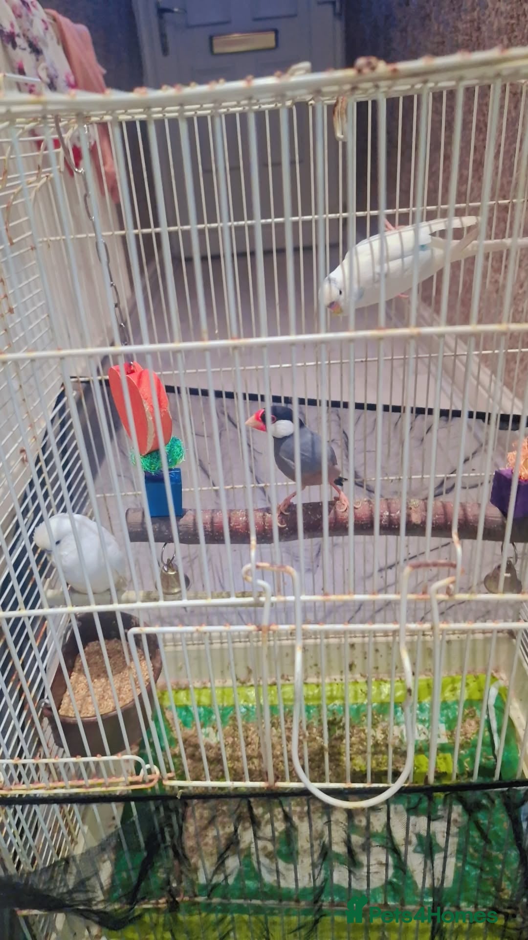 Budgerigars birds for sale:  2 white budgies pair and a java sprarrow  - Image 3