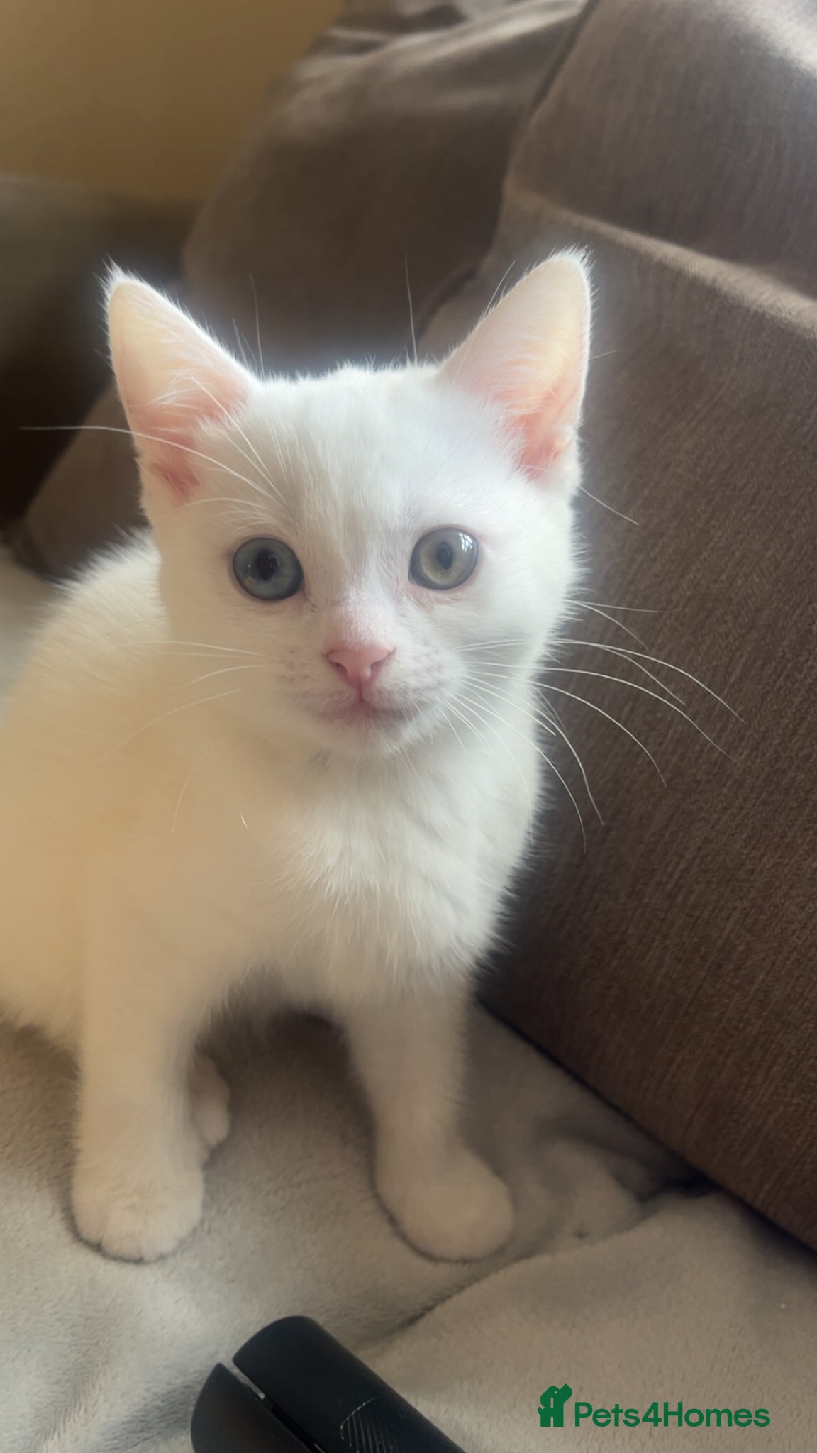 Mixed Breed cats White fluffy kitten bsh/blue mixed. Heterochromia - Advert 3