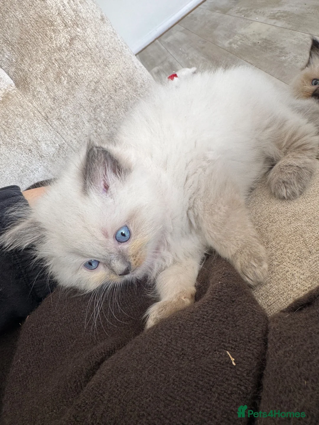 Ragdoll cats for sale: Ragdoll kittens for sale  in Brentwood - Advert 12