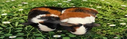 Guinea Pig rodents for sale: Gorgeous pairs of boys  - Advert 8