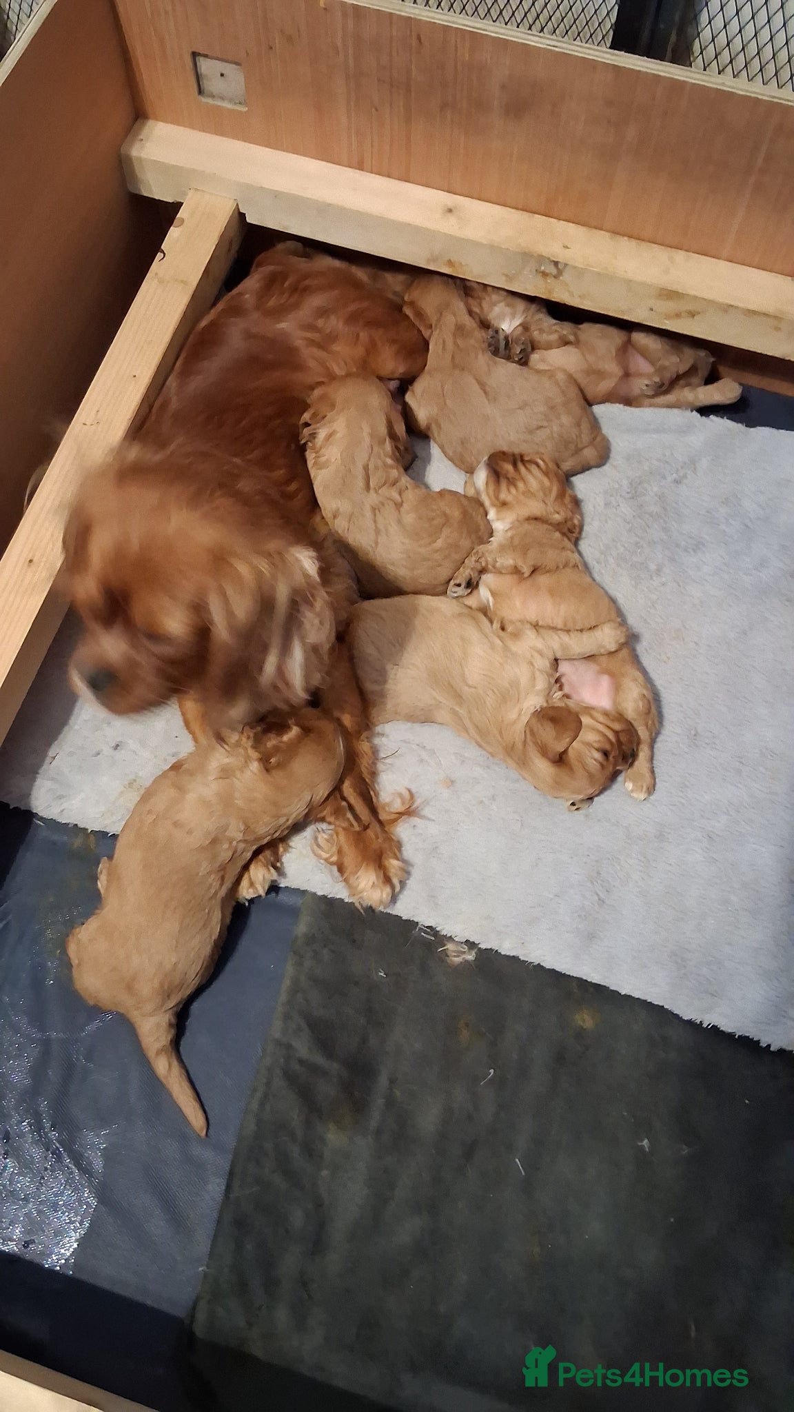 Cavalier King Charles Spaniel dogs Ruby Cavalier King Charles Spaniel puppies £1,800 - Advert 1