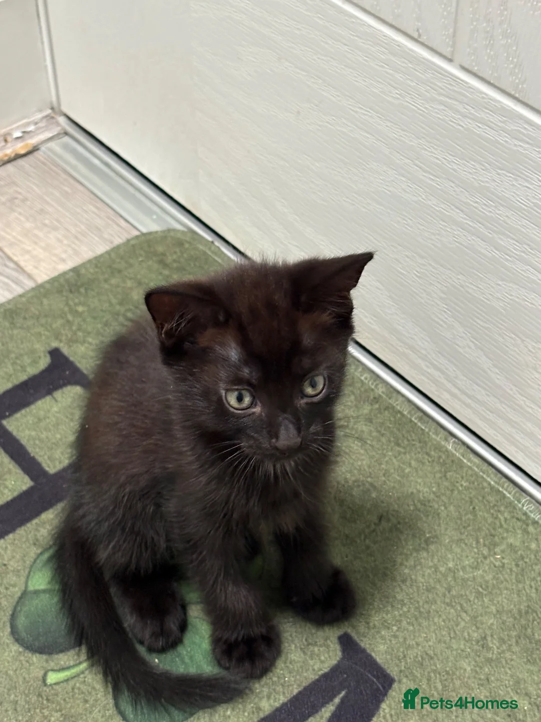British Shorthair cats for sale: 3 lovey Black Boy kittens £50 ono - Advert 2