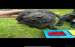 Labradoodle dogs for sale: Fin the labradoodle puppy (7months) - Image 4