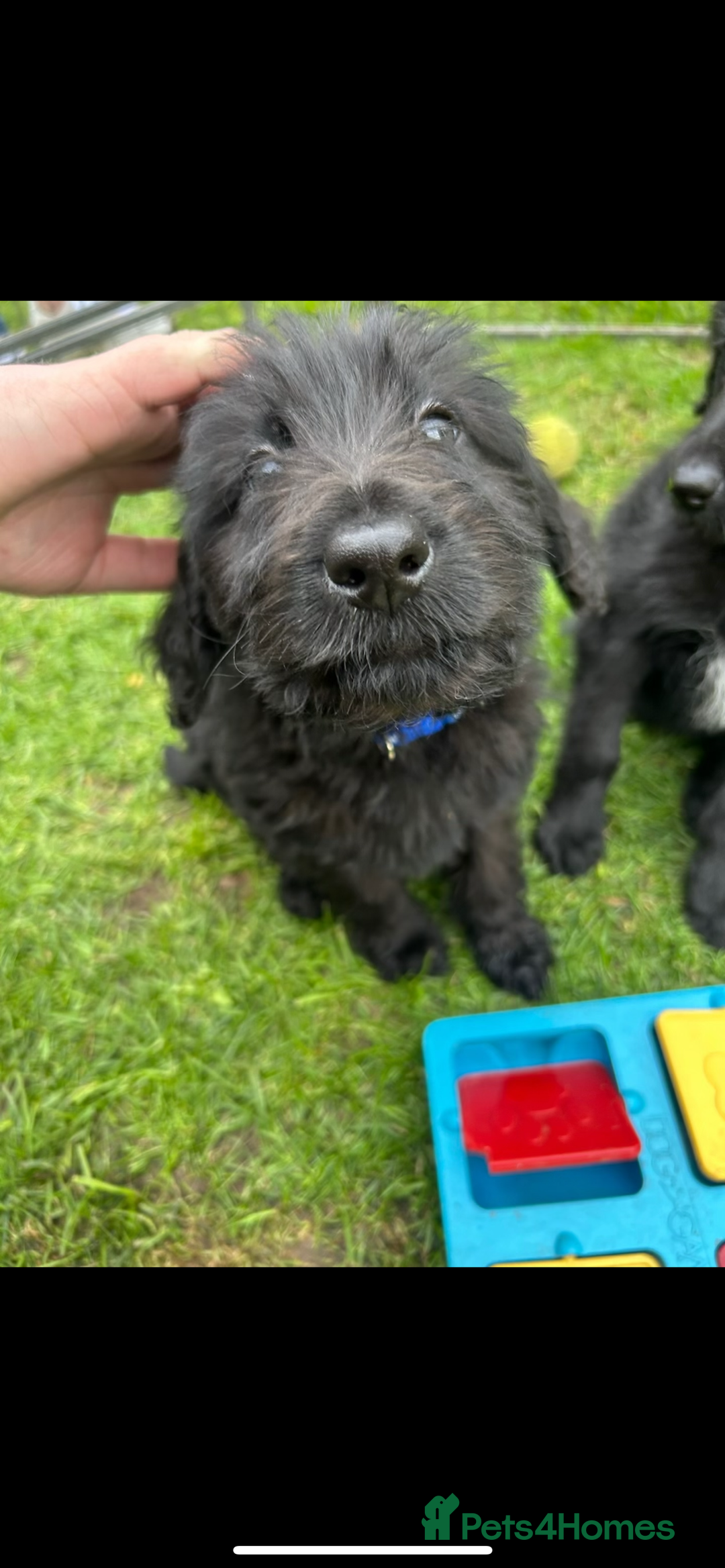 Labradoodle dogs for sale: Fin the labradoodle puppy (7months) - Image 4