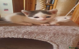 Mixed Breed cats for sale: 2 Beautiful Little Kittens - Image 7
