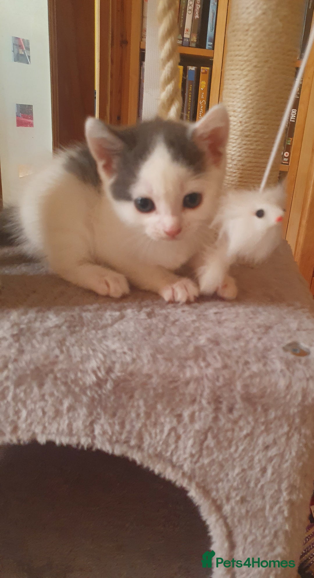 Mixed Breed cats for sale: 2 Beautiful Little Kittens - Image 7
