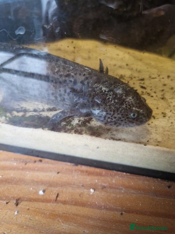Axolotl reptiles - Advert 16