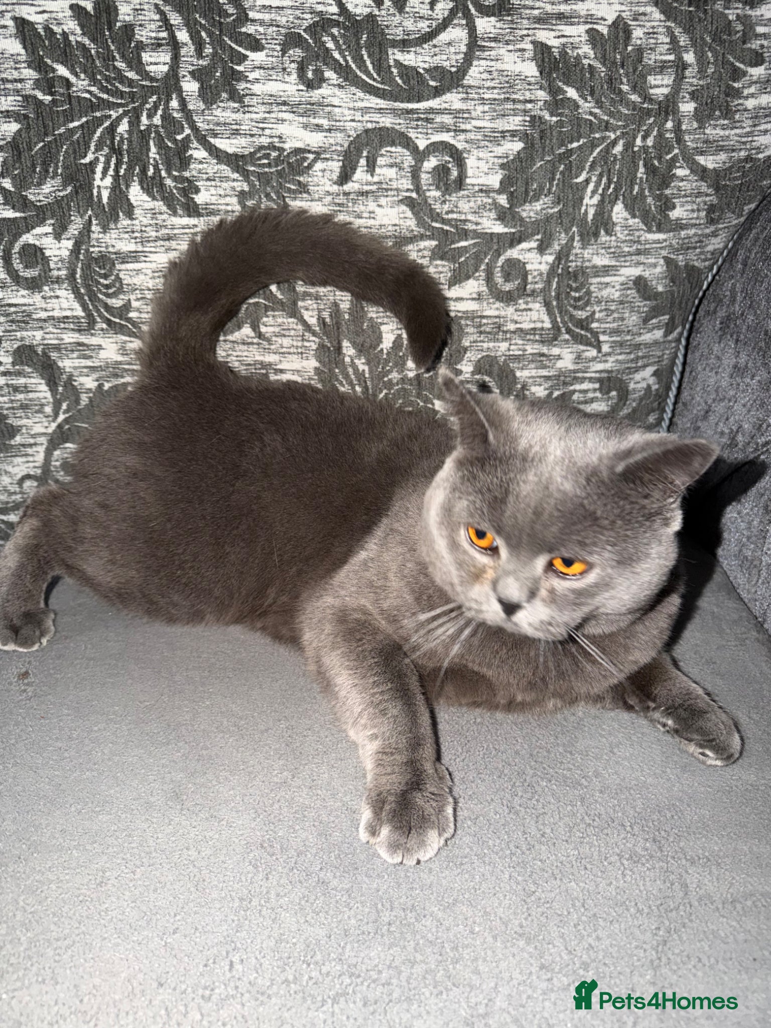 British Shorthair cats Female British shorthair - Advert 7