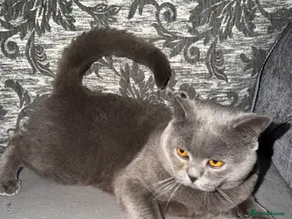 British Shorthair cats Female British shorthair - Advert 1