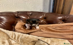 Jack Russell dogs for sale: Jack Russell pup - Image 2