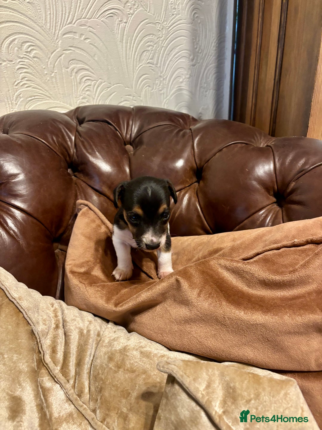 Jack Russell dogs for sale: Jack Russell pup - Image 2