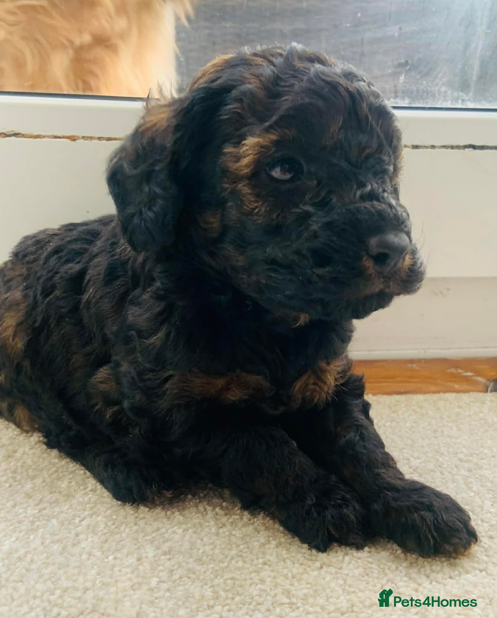 Toy Poodle dogs Gorgeous Sable boy Toy Poodle Puppy - Advert 12