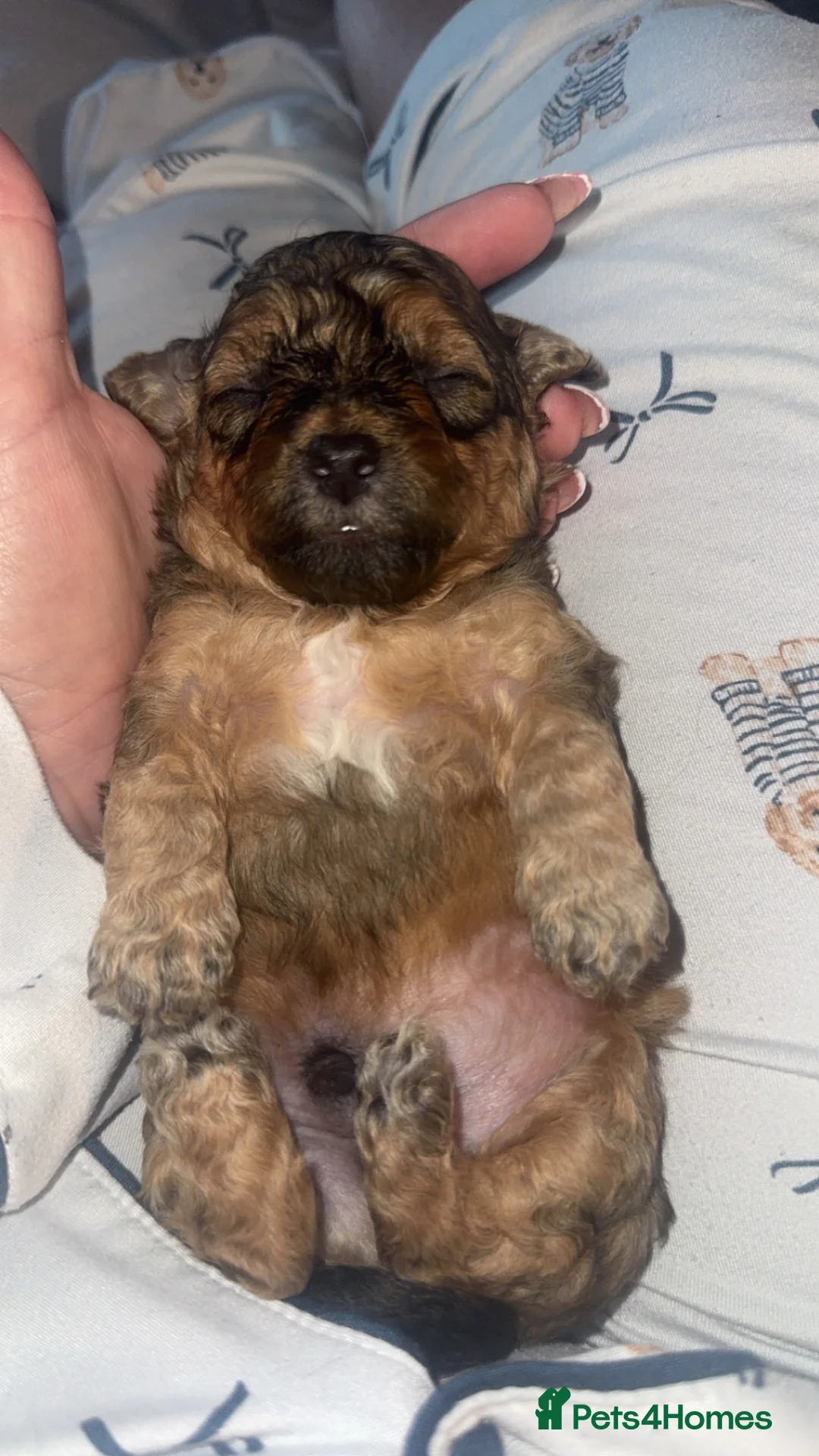 Shihpoo dogs for sale: Shihpoo  - Advert 1