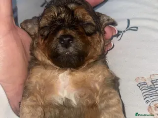 Shihpoo dogs Shihpoo - Advert 4