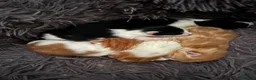 Mixed Breed cats for sale: 4 fluffy kittens - Advert 3