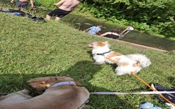 Mixed Breed dogs for sale: ShiChi - Image 13