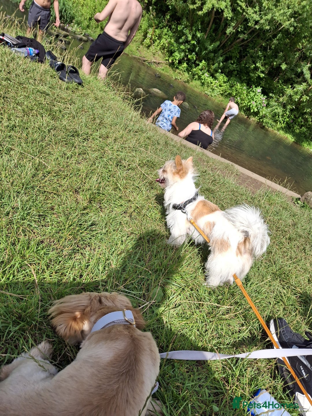 Mixed Breed dogs for sale: ShiChi - Image 13