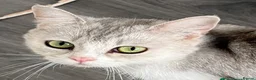 British Shorthair cats for sale: Beautiful white British shorthair - Advert 9