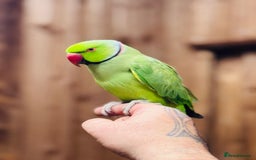 Ringnecks birds for sale: Indian ring neck - Image 1