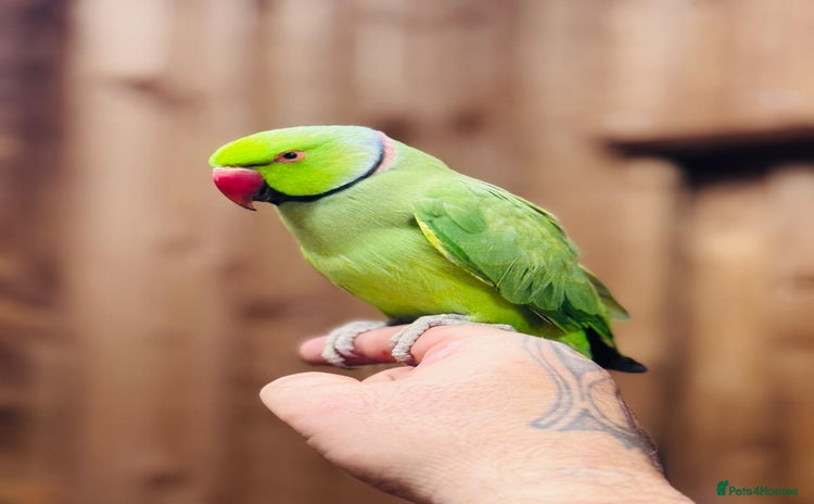 Ringnecks birds - Advert 5