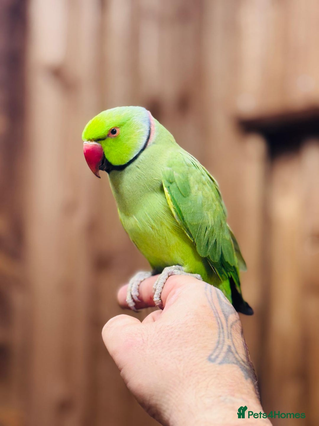 Ringnecks birds for sale: Indian ring neck - Image 1