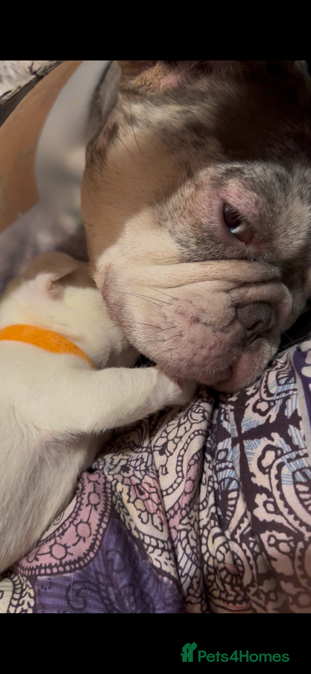 French Bulldog dogs for sale: French bulldog “fluffy” - Advert 8