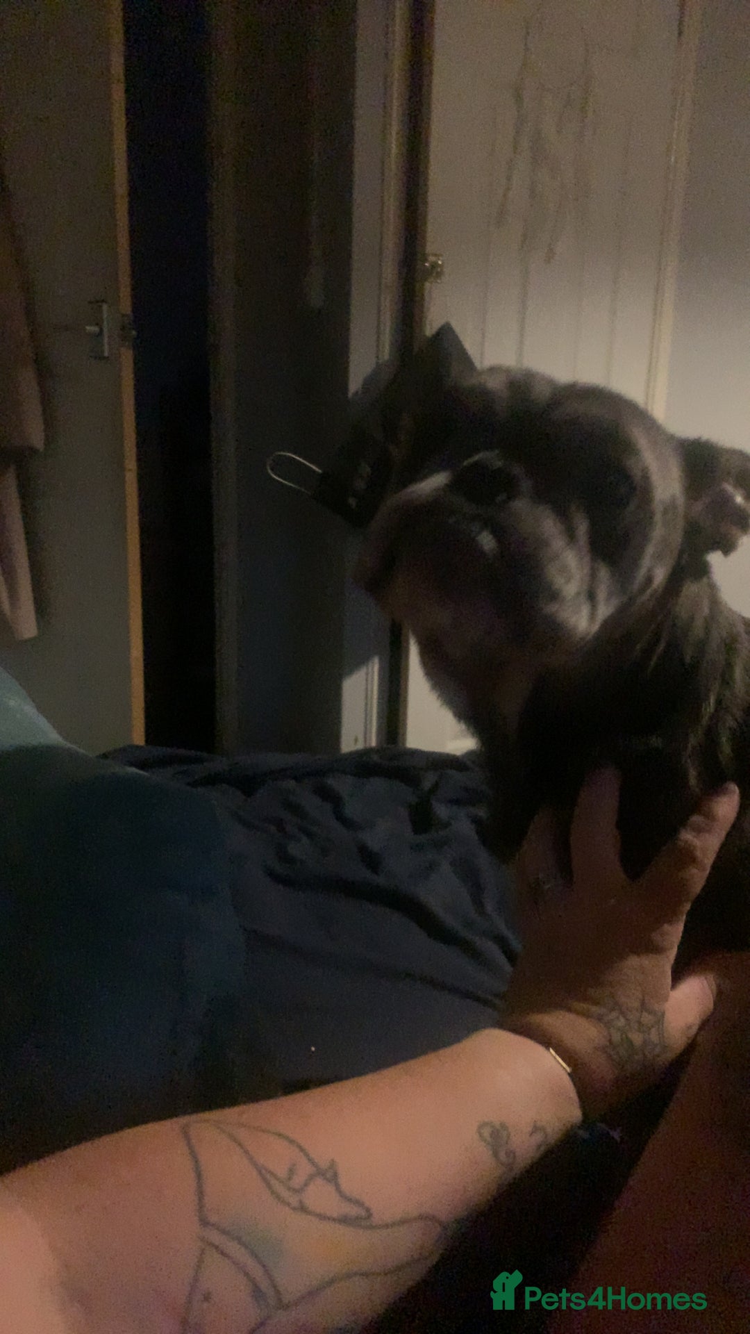 Mixed Breed dogs for sale: French bulldog x staffy - Image 6