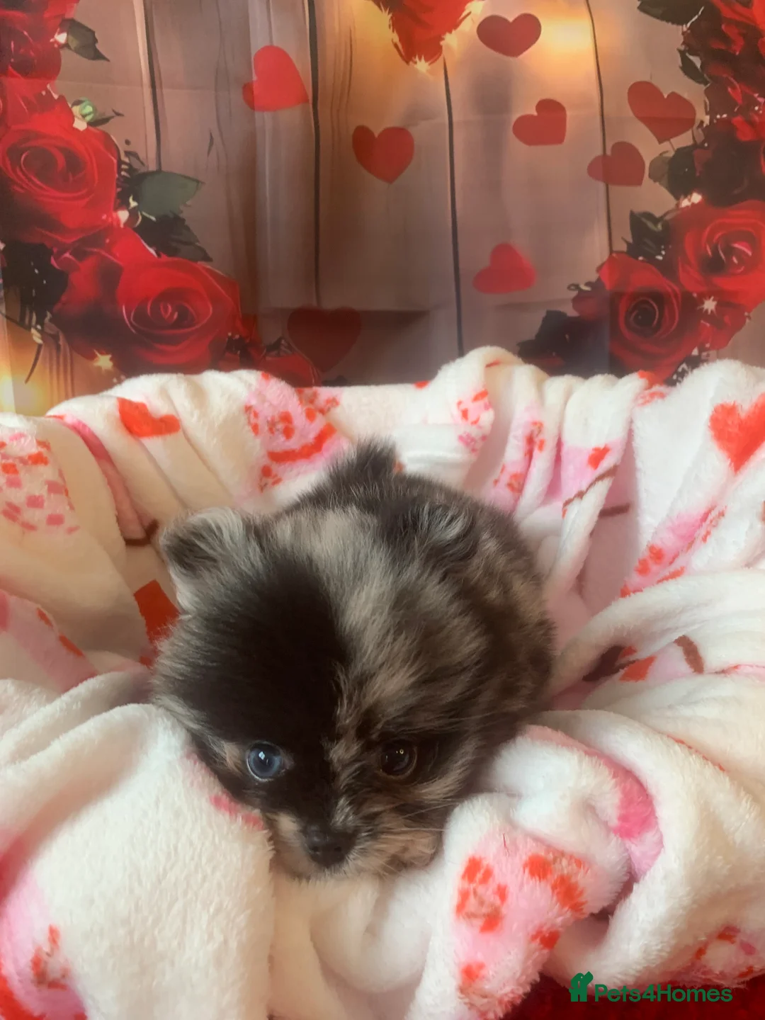 Pomeranian dogs for sale: UNIQUE BEAR FACE POMERANIAN LITTER - Advert 10