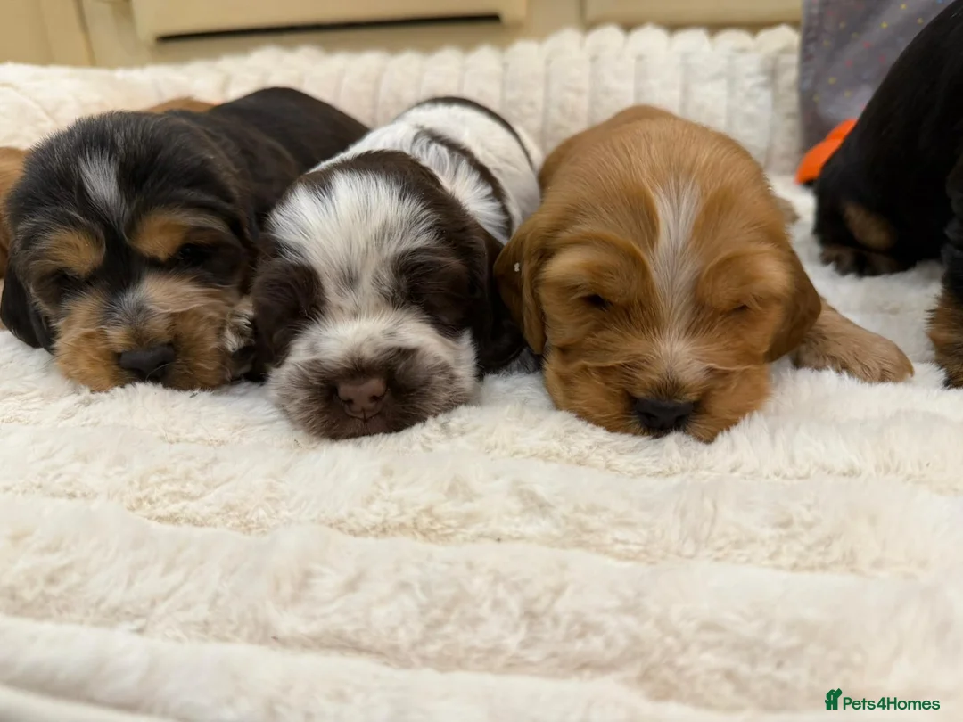 Cocker Spaniel dogs for sale: ⭐️ Show Type Cocker Spaniel Puppies ⭐️ - Advert 12