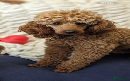 Cockapoo dogs for sale: LICENSED BREEDER quality health tested cockapoos  - Image 7