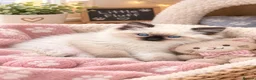 Ragdoll cats for sale: Gorgeous GCCF reg ragdoll babies.  - Advert 2