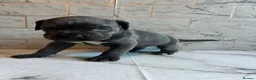 Cane Corso dogs for sale: Cane corso puppies - Advert 9