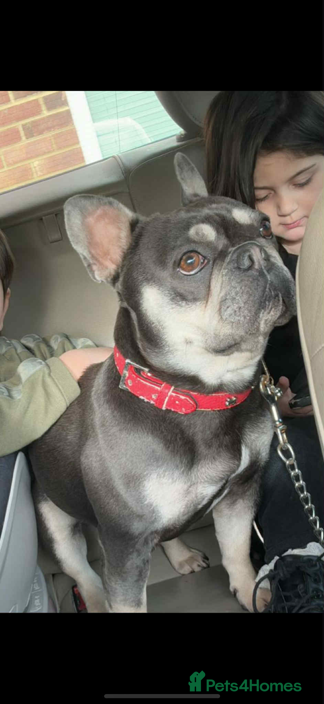 French Bulldog dogs for sale: Ova , it s a beautiful Dog Bulldog French  - Advert 1