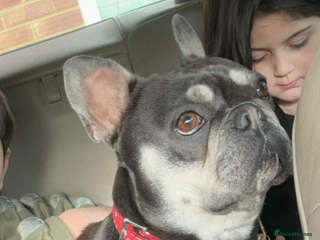 French Bulldog dogs Ova , it s a beautiful Dog Bulldog French - Advert 10