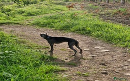 Whippet dogs for stud: Blue male whippet for stud  in Wingate - Image 7