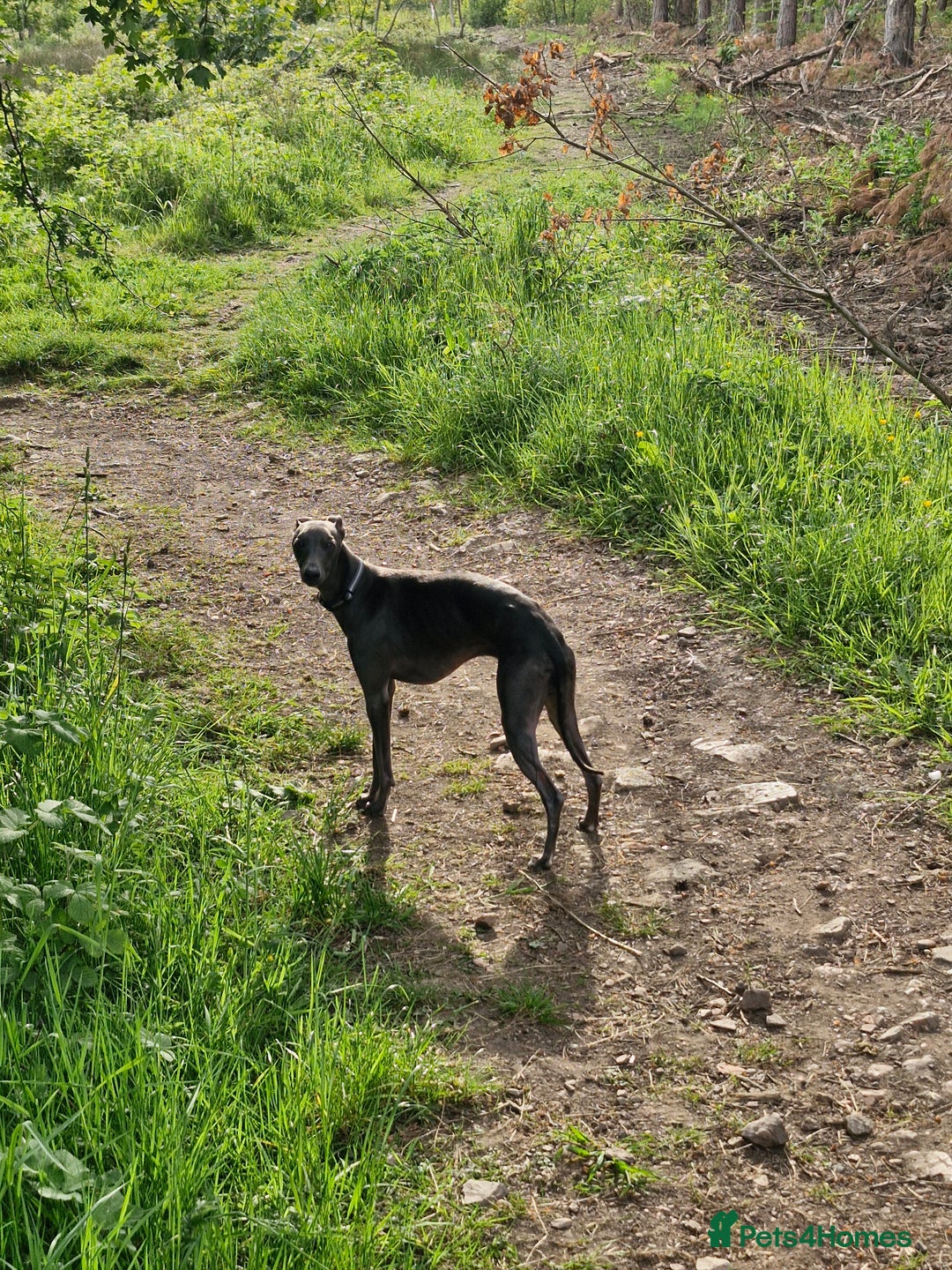 Whippet dogs for stud: Blue male whippet for stud  in Wingate - Image 7