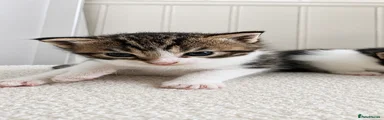 Domestic Shorthair 3