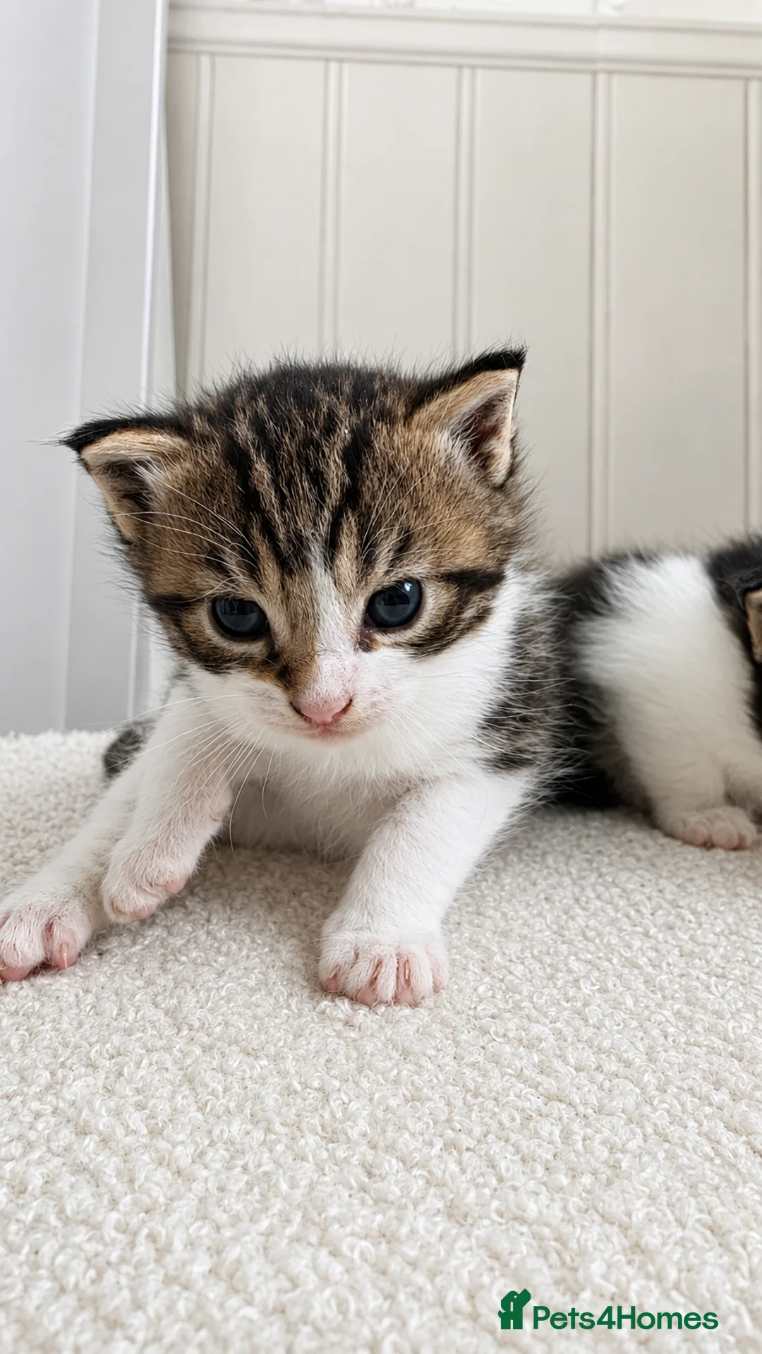 Mixed Breed cats for sale: Half Maine coon kittens - Advert 2
