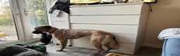 Mixed Breed dogs for adoption: Ebony - Norwich Norfolk  in Norwich - Advert 21