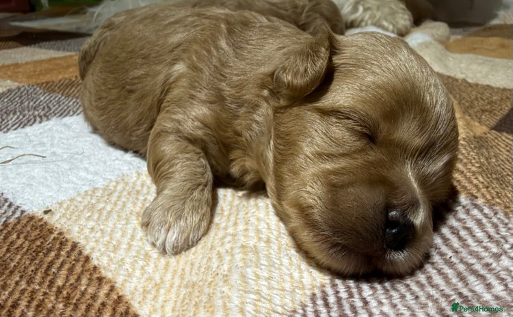 Maltipoo dogs - Advert 10