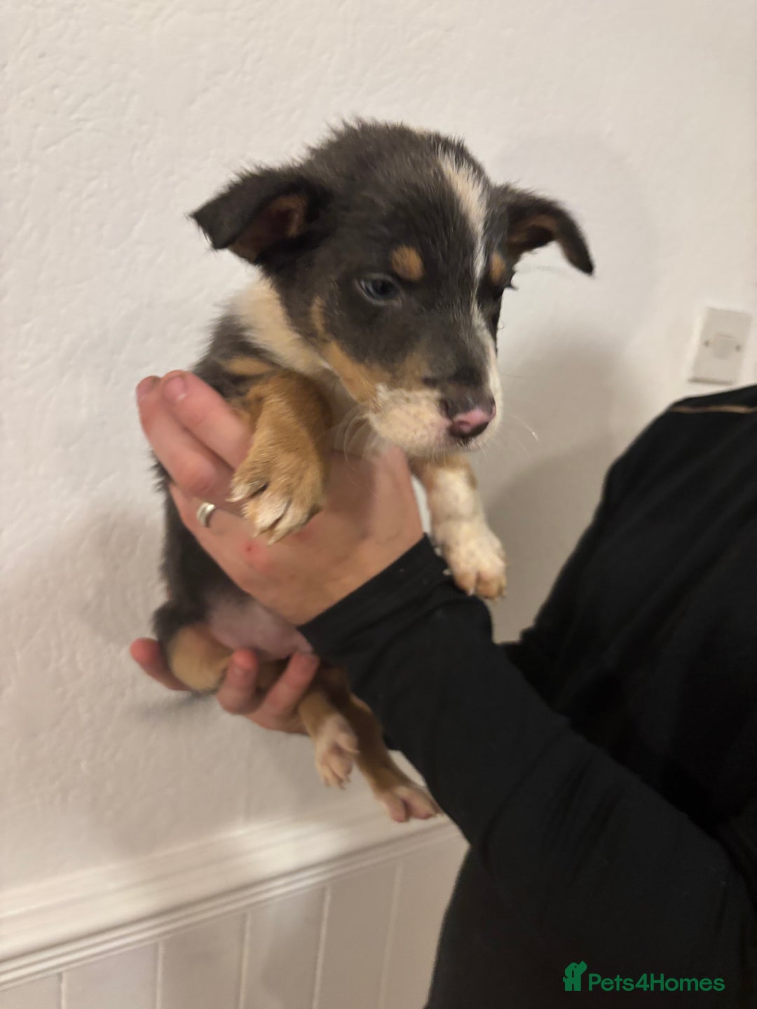 Border Collie dogs for sale: Border collie puppies for sale  - Image 14