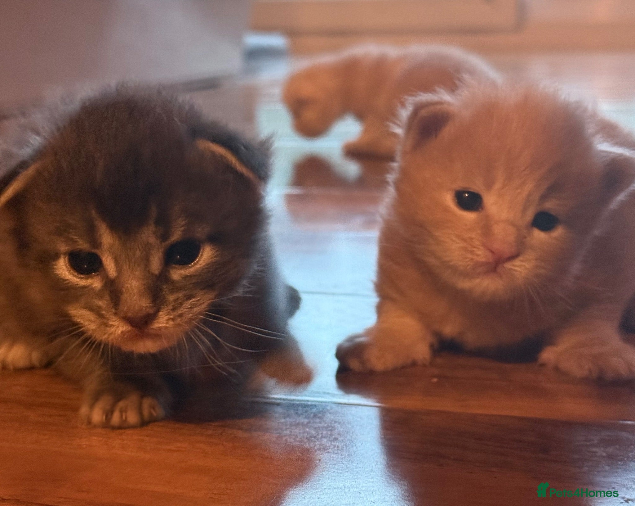 Maine Coon cats Maine Coon Kittens  - Advert 5