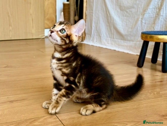 Bengal cats Stunning Bengal Kittens - Advert 1