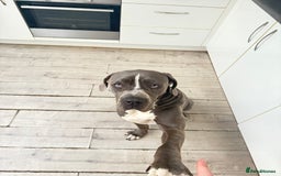 Cane Corso dogs for sale: CANE CORSO CLIO - ******  - Image 9