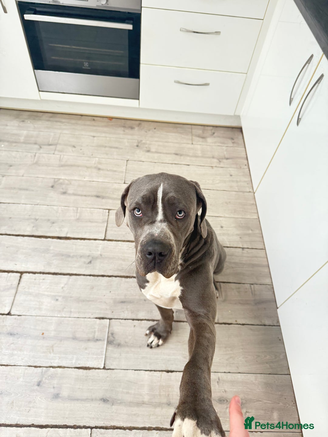 Cane Corso dogs for sale: CANE CORSO CLIO - ******  - Image 9