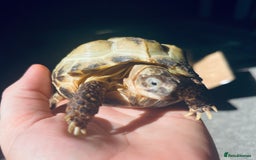 Tortoise reptiles for sale: Horsefield tortoise - Image 1