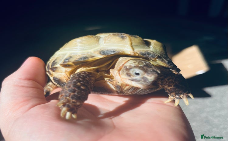 Tortoise reptiles - Advert 10