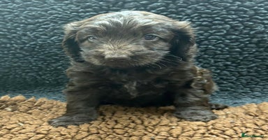 Cockapoo dogs - Advert 4